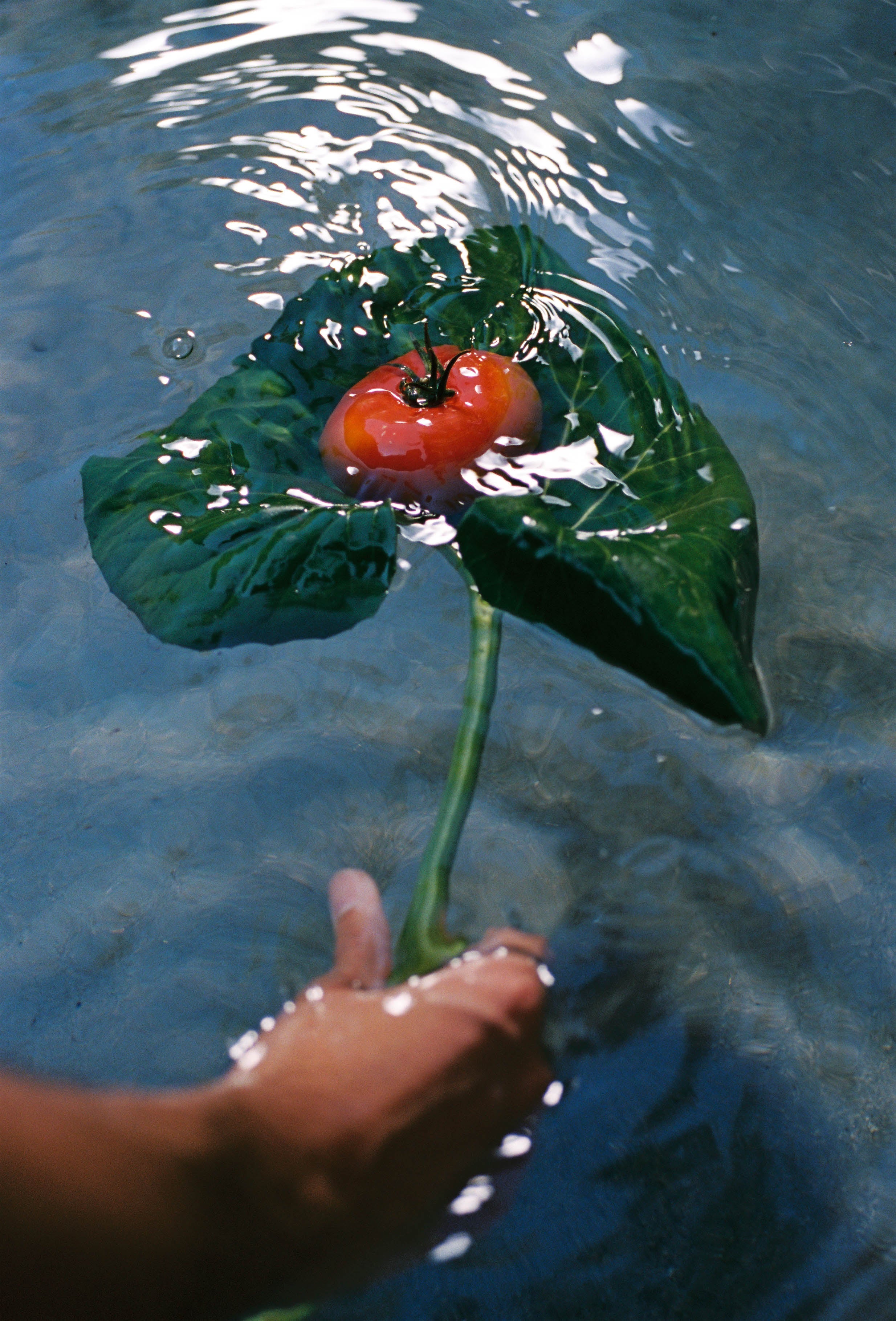 Heirloom Tomato Classic
