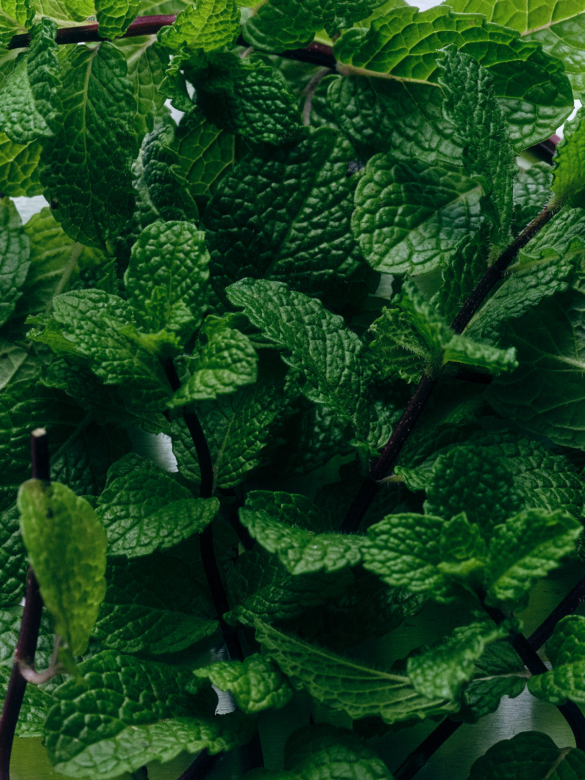 Morning Exfoliating Peppermint Soap Brick