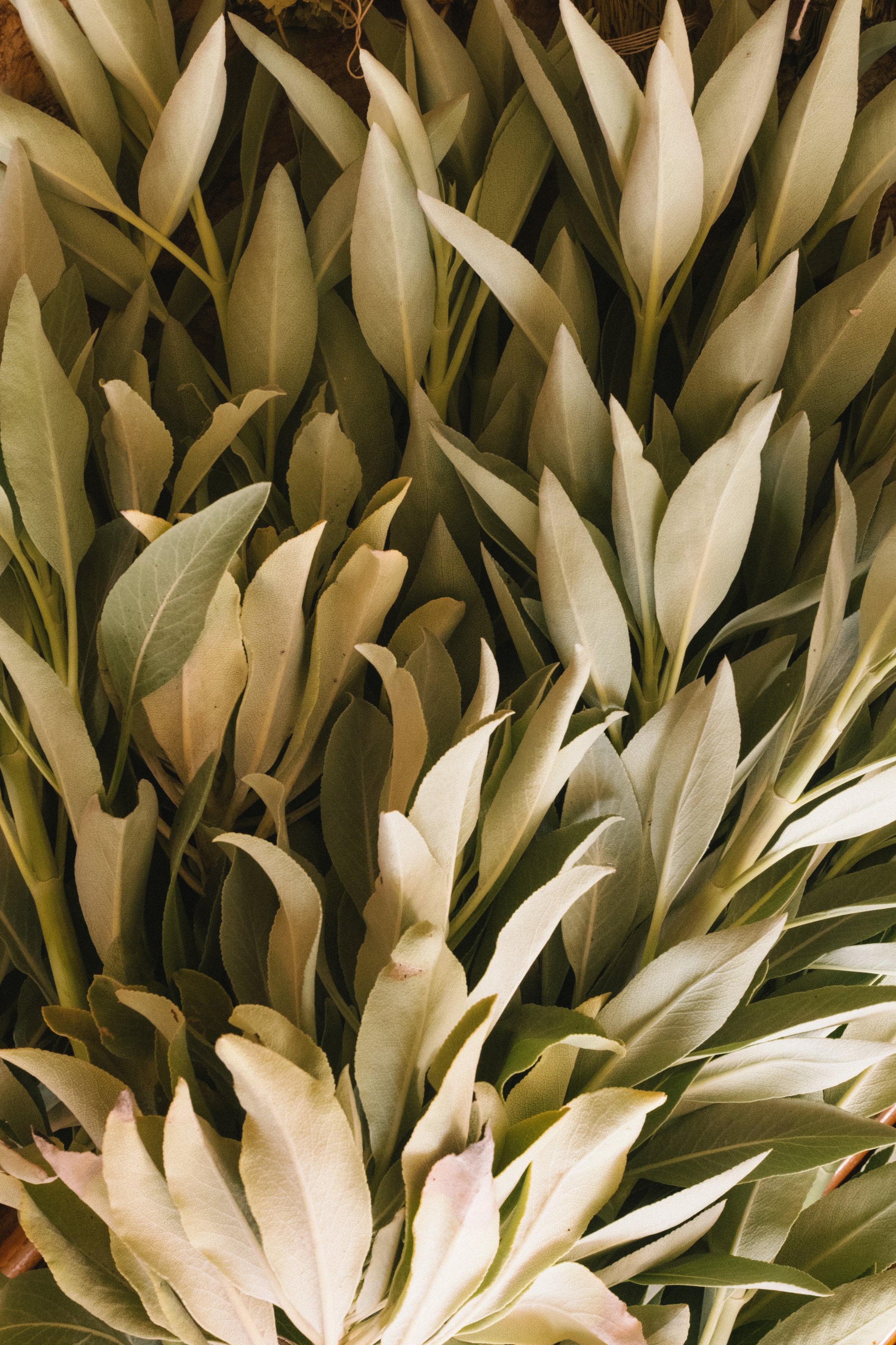 Adriatic Muscatel Sage Candle