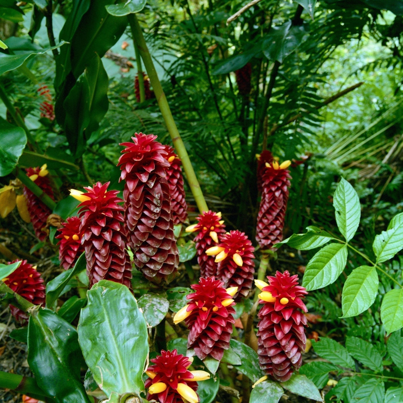 Royal Hawai'i Ginger Soap Brick