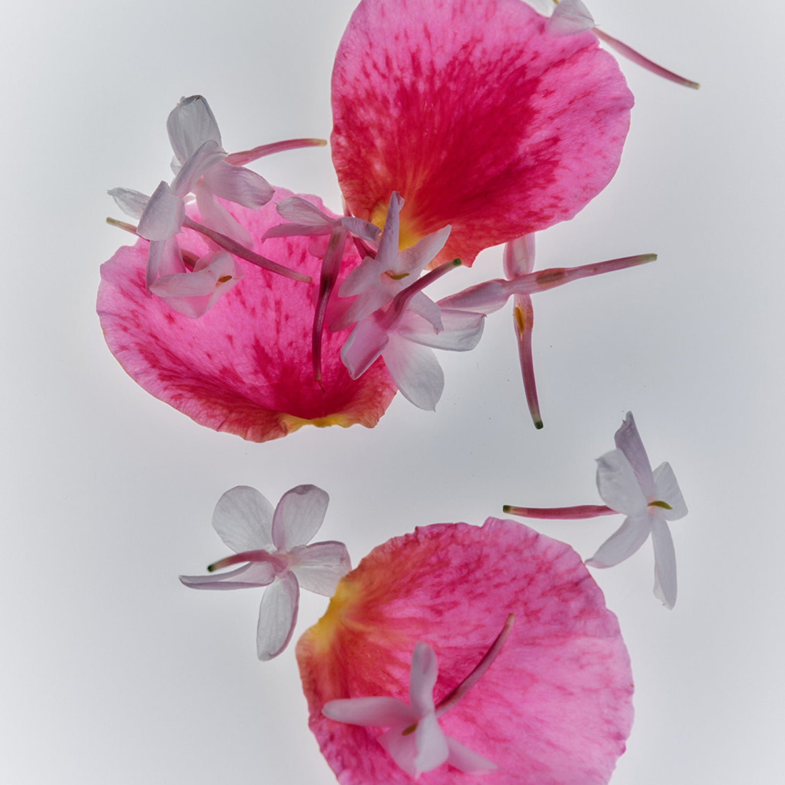 Jasmine Damask Rose Rich Cream